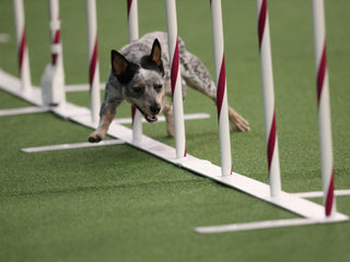 Fastest Westminster All-American Agility Dogs Test With Embark