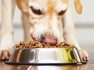 Insight into the Best Dog Food for Allergies