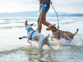 Top Dog-Friendly Beaches on the East Coast