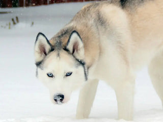 Siberian Husky with blue eyes walking through snow