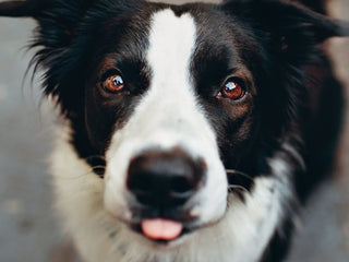 Can Dogs See Color?