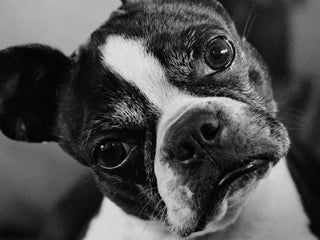 A Guide to Boston Terriers