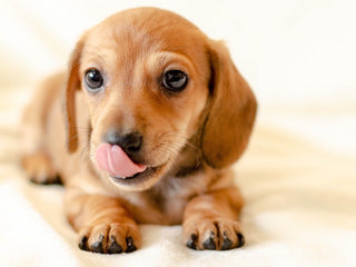 A Guide to Dachshunds
