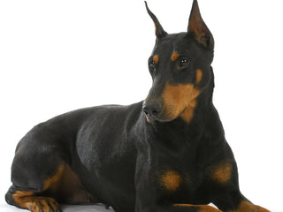 A Guide to Doberman Pinschers