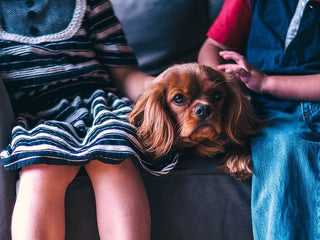 5 Dog Breeds That Are Great With Kids