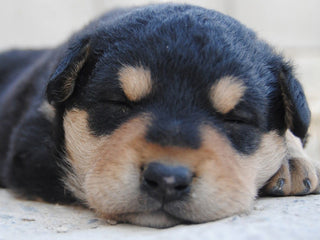Do Dogs Really Dream?