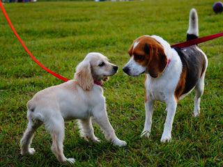 5 Dog Park Tips for Pet Parents