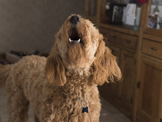 Dogs Sounds and What They Mean