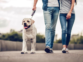 dog walk