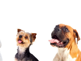 popular dog names