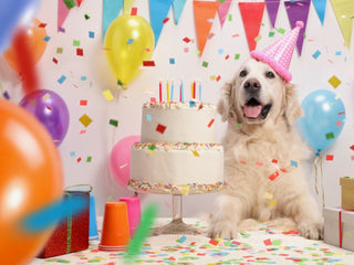 A Gift Guide for Your Dog’s Birthday