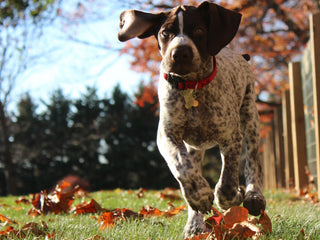 9 Fall Activities To Do With Your Dog