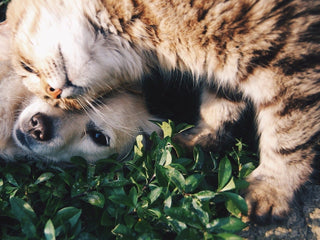 5 Cat-Friendly Dog Breeds