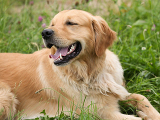 A Guide to Golden Retrievers