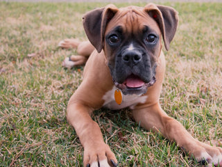 A Guide to Boxers