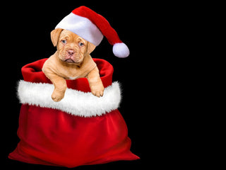 Make the Most of the Season With Your Pup