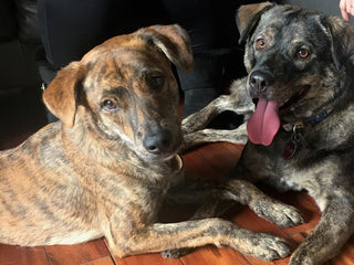 Embark Reunites Sibling Pups Separated after Hurricane Harvey