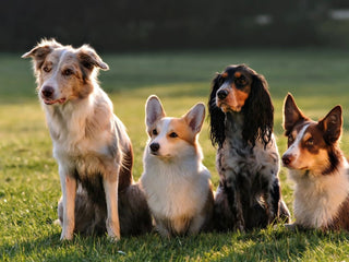 5 Ways to Celebrate National Dog Day