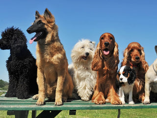 embark pack of dogs