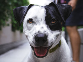 Top Dog Training Tips and Techniques