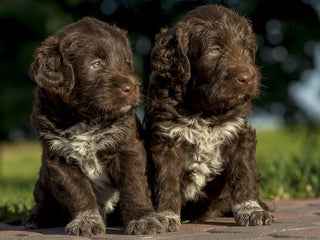 Discover Your Dog’s Genetic Relatives with Embark’s Relative Finder