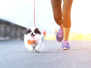 Tips for Running With Your Dog