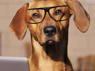 smart dog with glasses