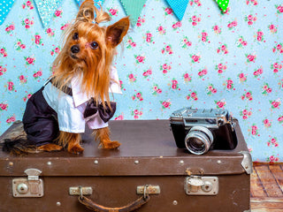 15 Tips for Traveling With Your Dog