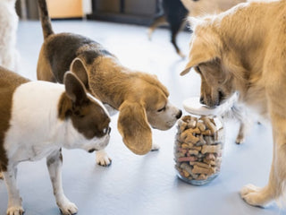 Homemade Dog Treats Your Pup Will Love