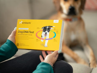 Embark vs Wisdom Panel Dog DNA Tests