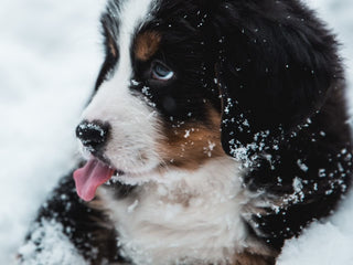 Top Winter Accessories to Keep Your Dog Warm