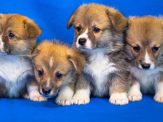 A Guide to Corgis