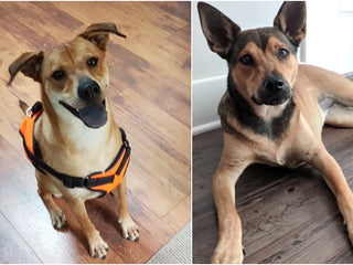 Embark Connects Related Dogs With Doggy DNA Relative Finder: Viva and Bella