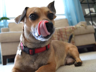 7 Benefits of Fostering a Dog