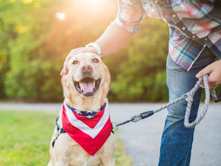 Dogs and Fireworks: 4th of July Dog Survival Guide