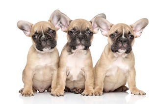 Genetic Health Testing for French Bulldogs