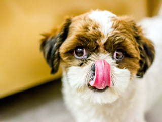 Can Dogs Eat Shrimp?