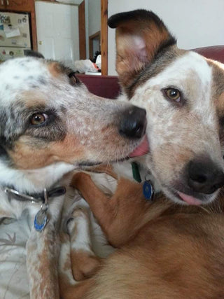 Gem and Gypsy: Embark Connects Sibling Pups