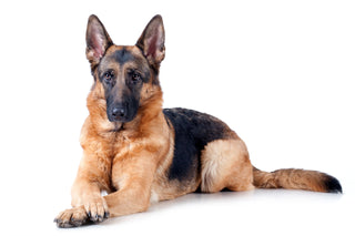 Is Your Dog at Risk for DM? What the Latest Genetic Research Can Tell You
