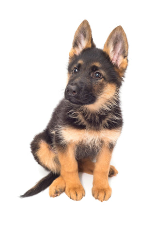 Genetic Health Testing for German Shepherd Dogs