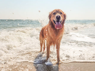 5 Dog Paw Protection Tips for Summer
