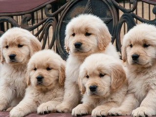 five golden retriever puppies 