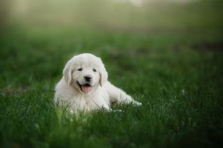 Puppy DNA testing brochure for new owners