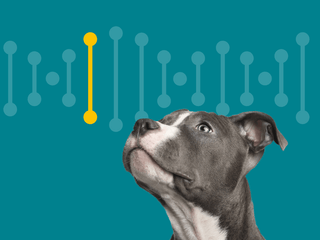How Accurate Are Dog DNA Tests?