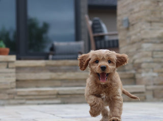 7 Effective Ways To Tell How Big Your Puppy Will Get