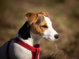 How to Choose the Right Harness For Your Dog