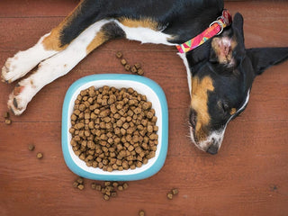 3 Ways to Help Your Dog Slow Down When Eating