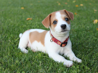 How to Train a Puppy
