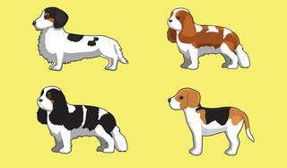 illustration of four dogs with different coat colors