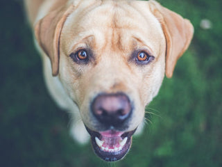 The Gene Behind Increased Appetite in Dogs